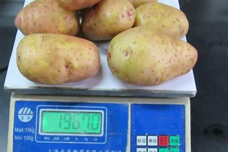 土豆刚长花苞可以浇水冲肥吗