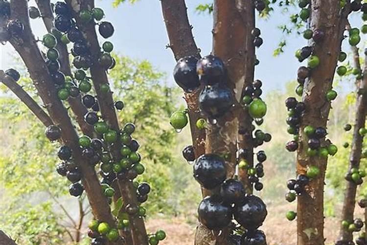 一亩烤烟要多少斤化肥