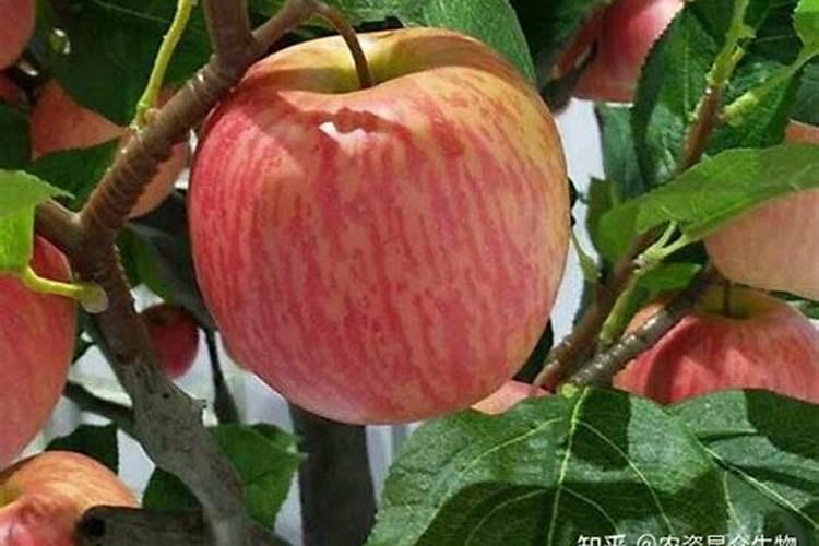 苹果树能用矿源黄腐酸钾吗？