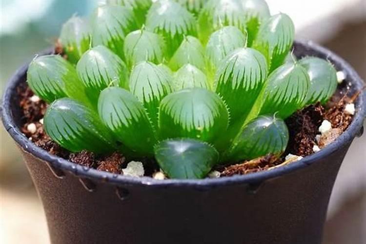 玉露施什么肥最好