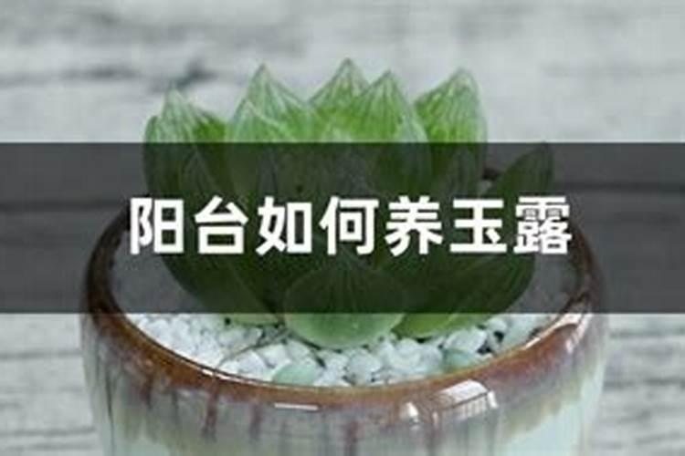 玉露怎么养得又肥又胖 玉露如何养得又肥又胖