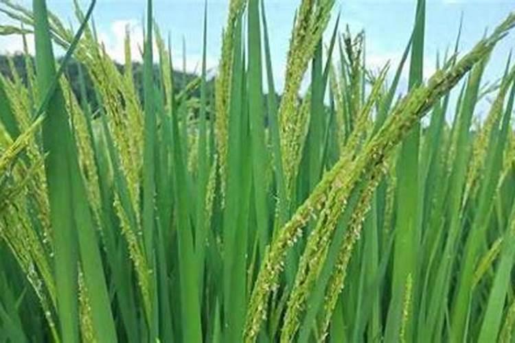 开花期的稻谷可以打三环唑,丙环唑吗