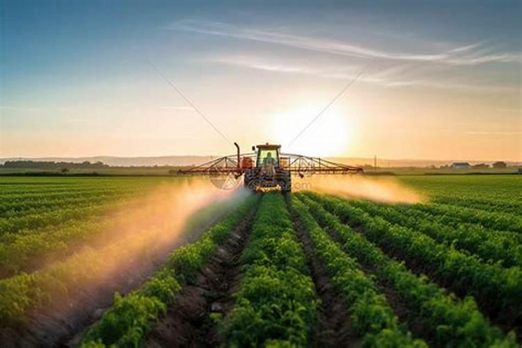 水稻扬花期怕什么