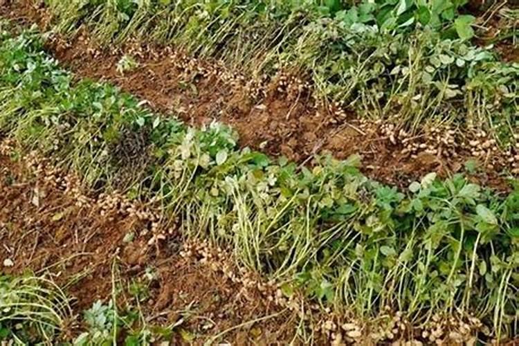 平安树叶子发黄怎么办