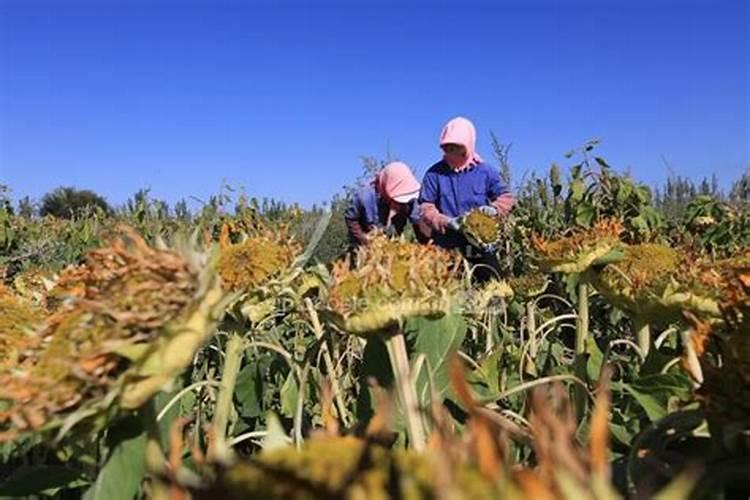 怎样对向日葵施肥