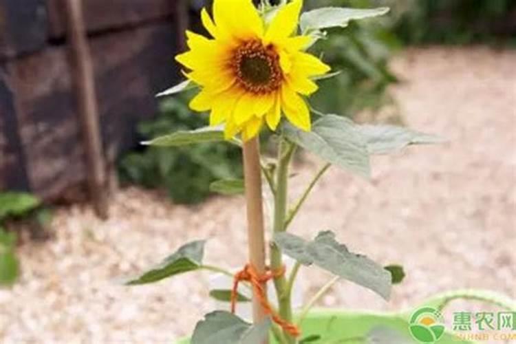 葵花什么时候追肥合适