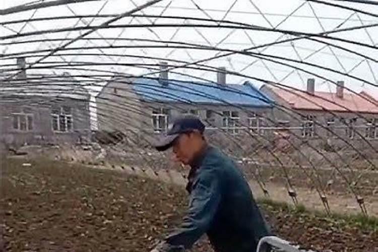 韭菜最忌三种肥