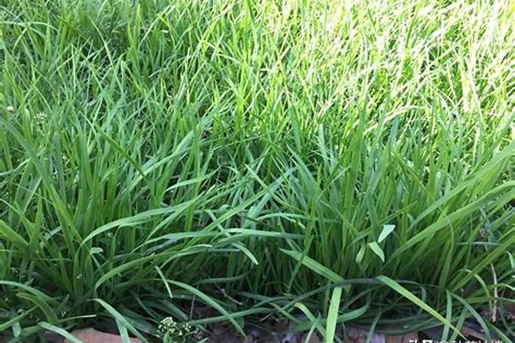 盆栽韭菜需要什么肥料