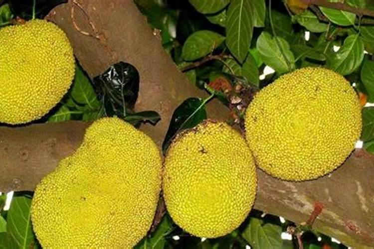 百香果怎样才能过冬不怕霜冻