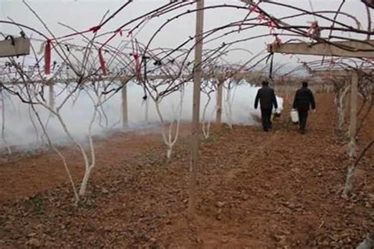 防霜冻的十大绝招