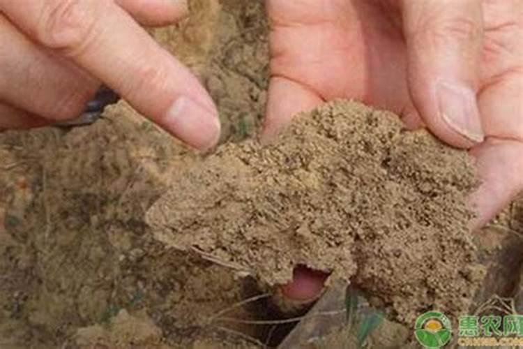 土壤酸化和盐渍化有什么区别,怎么改良,哪位老师给支招谢谢