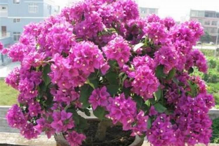 三角梅施肥施什么肥