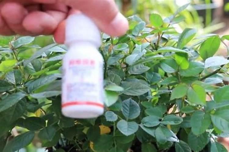 戊唑醇能跟打红蜘蛛的农药一起打吗