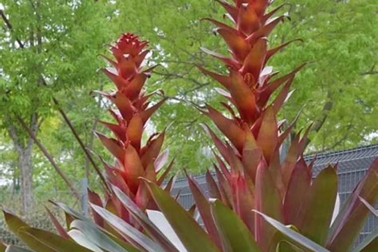 凤梨怎么种才能结果(凤梨的种植方法与要求)