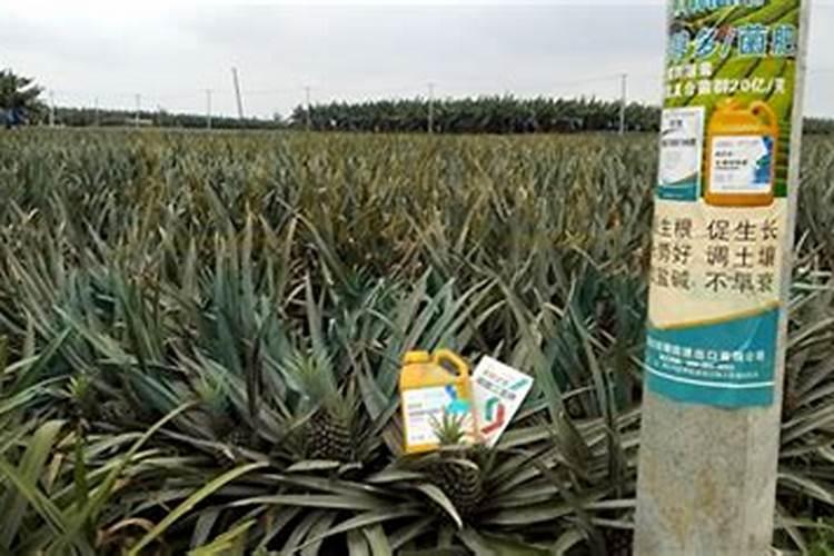 家庭花卉栽培教你如何栽培凤梨花