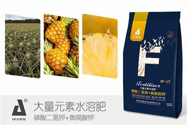 如何给凤梨施肥与浇水？
