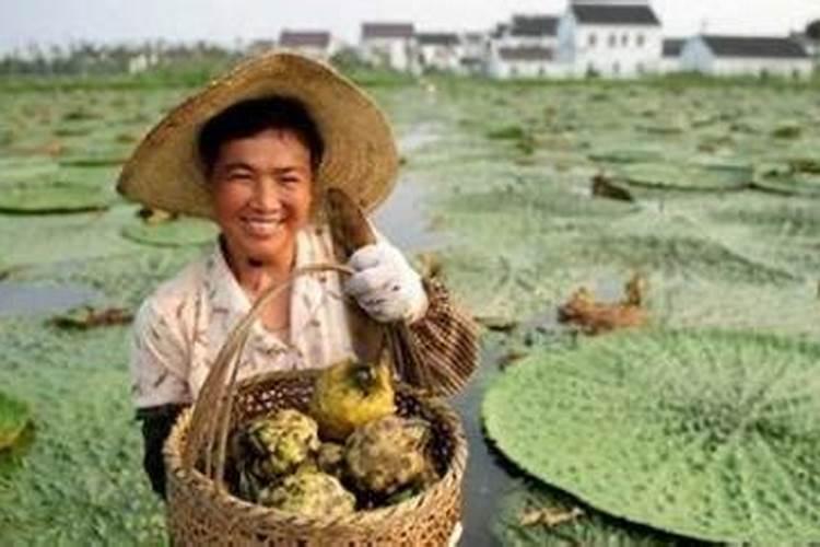 月季用尿素好还是复合肥好