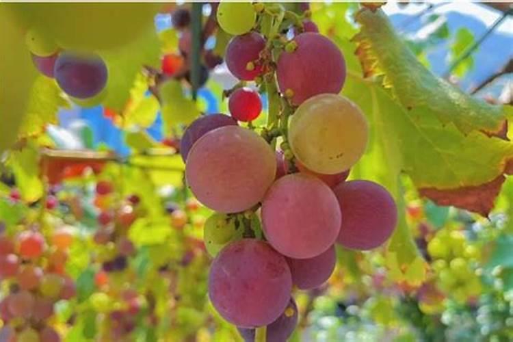 绿化树木为什么要冬季施肥