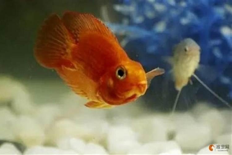 麦田浇水后多久撒施硝酸磷钾肥好