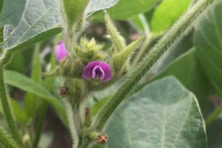 大豆追肥用什么肥料好