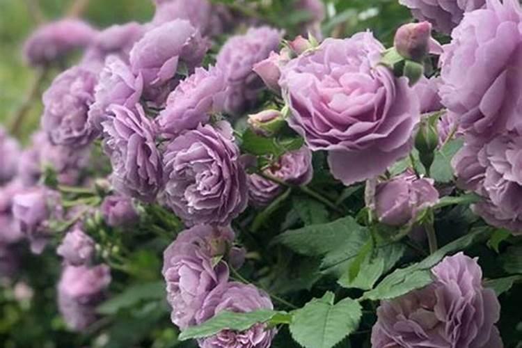 春天月季怎么施肥