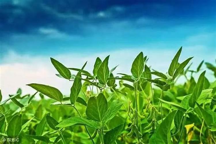 大豆花期打什么药能高产 花期施什么肥好