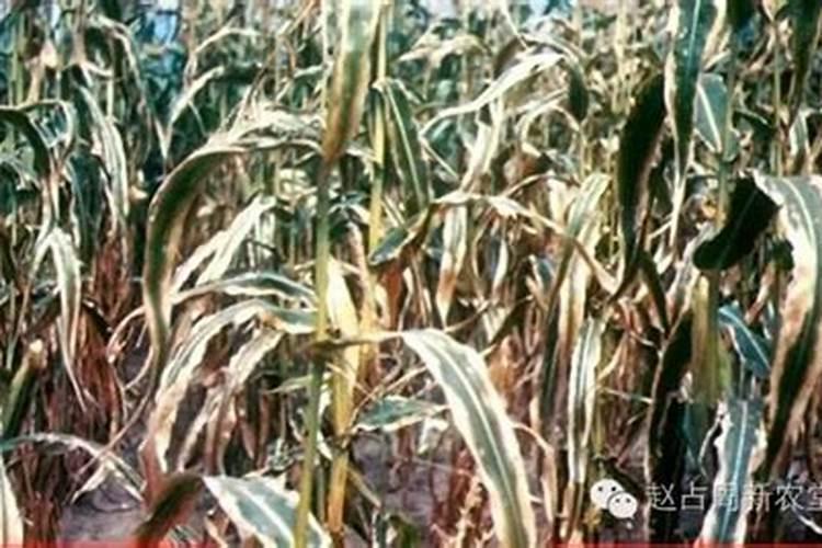 叶面肥尿素30斤水加多少