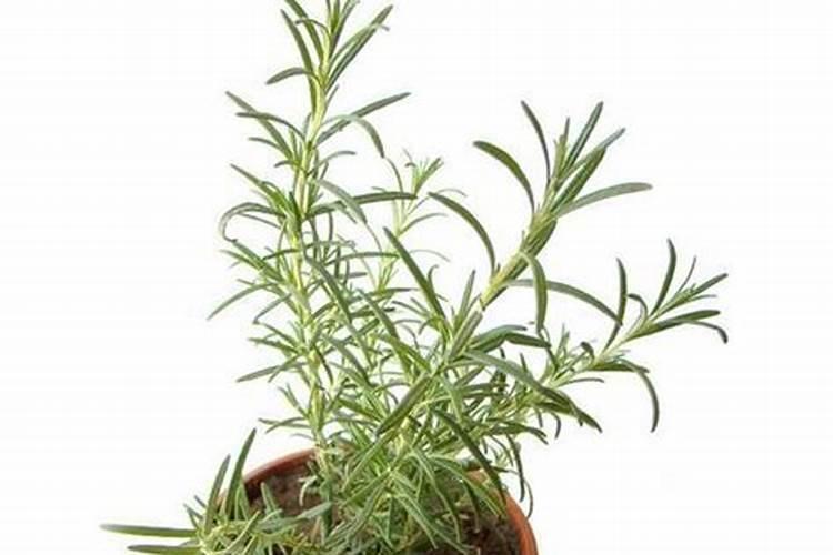 人尿是氮肥还是钾肥