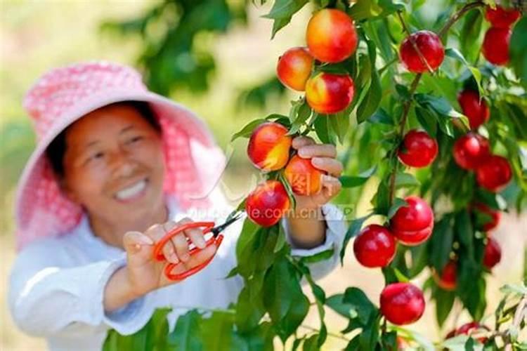 水稻三遍肥最佳时间