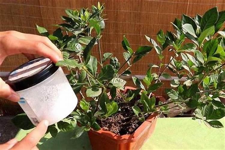 硼肥是什么肥料怎样使用