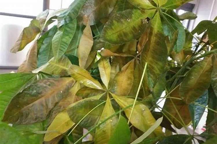 辣椒打顶时间及方法步骤(图解)