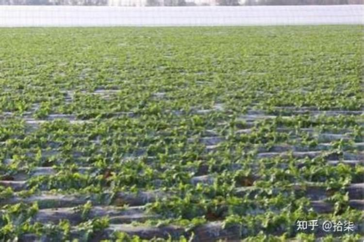 腐植酸和黄腐酸的区别