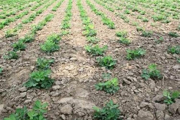 板栗树用什么肥料最好