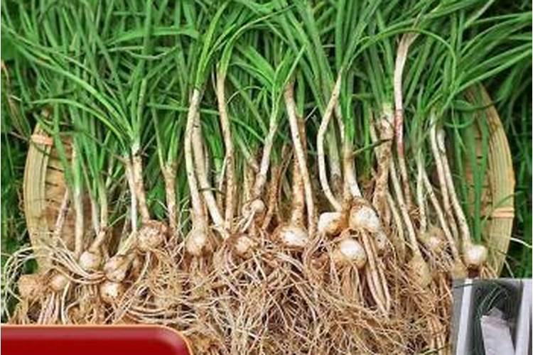 怎样区分氮肥和磷肥和钾肥