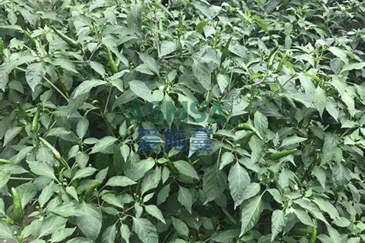 辣椒用什么叶面肥高产,不同的生长阶段所需肥不同