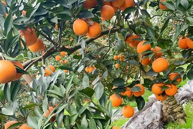 橙子有哪些种类