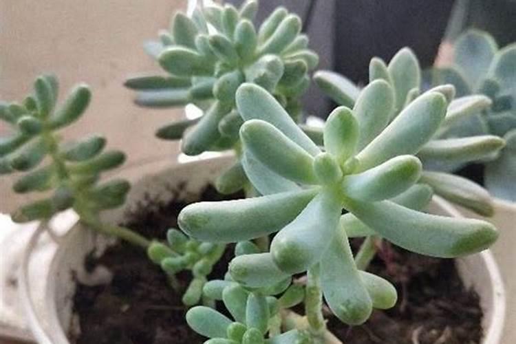 鱼蛋白胶囊鱼蛋白的成分及生理功效