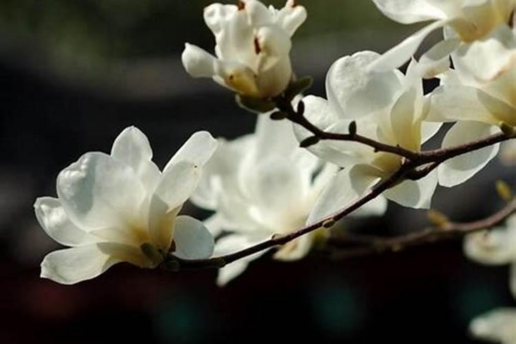 鱼蛋白被用于肥料中了,有没有想过比较好的产品啊？