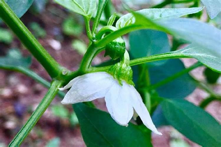 三樱辣椒坐果前打什么药