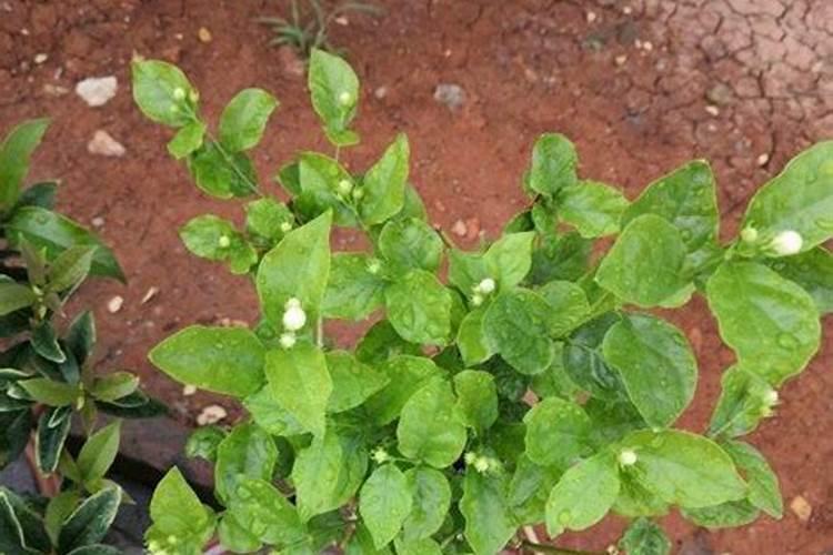 茉莉花施什么肥开花多
