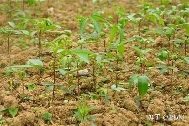 藤椒一亩投入多少钱