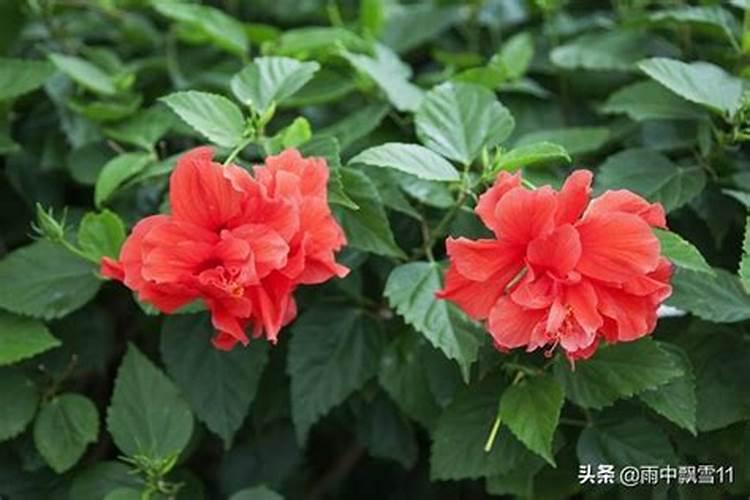 水稻后期灌浆期需要用叶面肥吗？