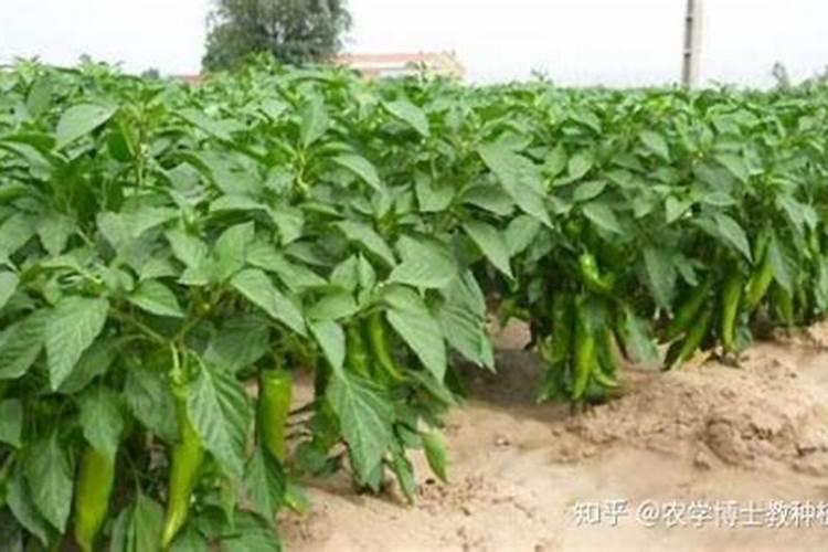 草木灰怎么施肥最好