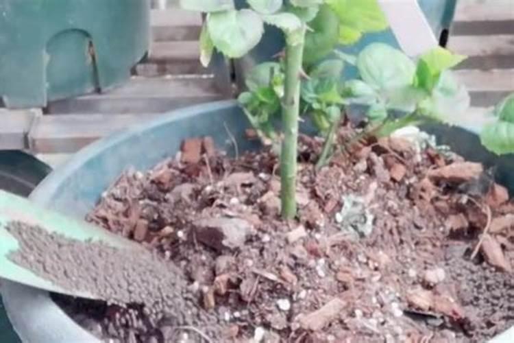 叶面肥和根部追肥有什么区别 叶面肥料可以代替根部施肥吗