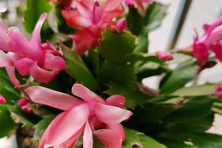 为什么长寿花不开花