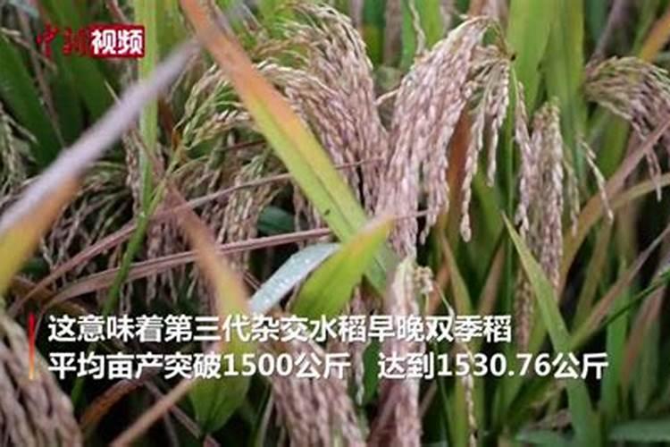 好苗子复合肥料多少钱一吨？