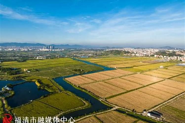 水稻专用叶面肥哪个厂家好？叶面肥哪个品牌好？叶面肥用根小子效果好!