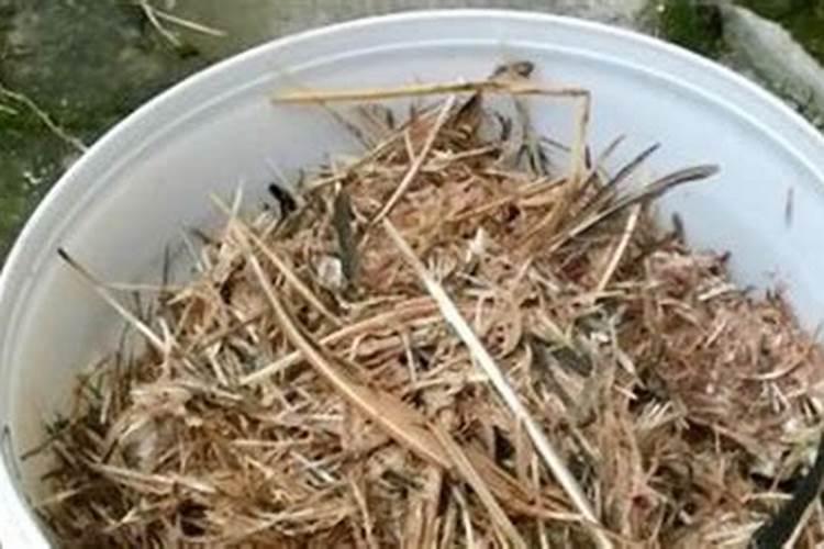 过期枸杞如何当花肥？