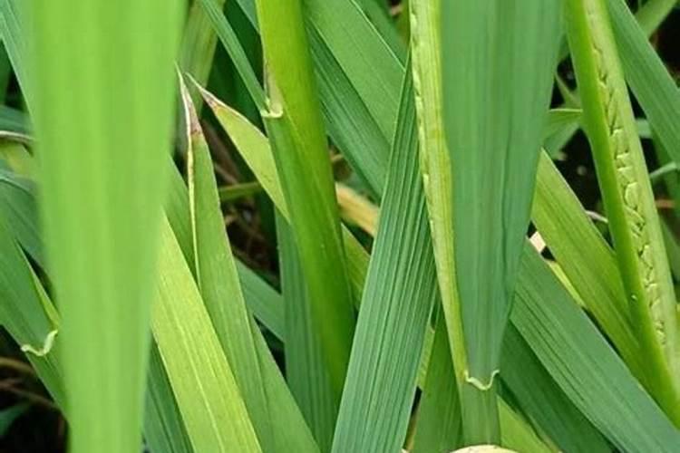 柿子树上什么肥料好