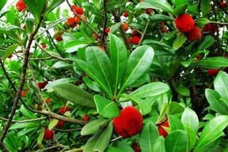 如何让三角梅开花爆满